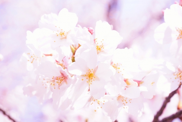 桜