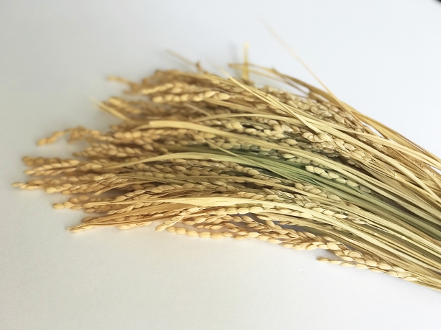 稲穂